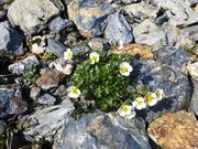 Blomst: Issoleie (Ranunculus glacialis), hvit og vakker.