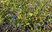 Blomst: Snøsøte (Gentiana nivalis), bitteliten og blå.