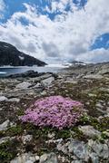 Plutselig dukker en stor, sirkelrund og rosa pute opp i alt det grå, nemlig tett i tett med blomsten Fjellsmelle (Silene acaulis).