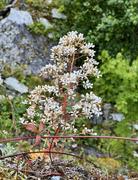 Blomst: Bergfrue/Fjelldronning (Saxifraga cotyledon), rødstilket og rank med massevis av hvite småblomster.