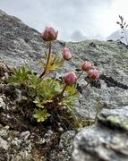 Blomst på steingrunn 1: Issoleie, som er rosa og ikke hvit fordi den går mot avblomstring.