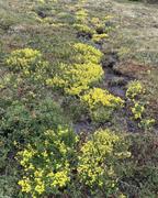 Blomst: Et stort område med Gulsildre står for dagens solskinn.