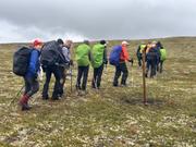 I samlet flokk opp mot Storberget, 1227 moh.